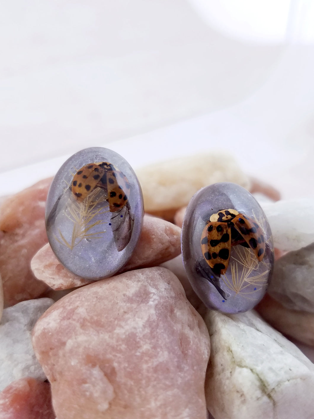 Real Ladybug Post Stud Earrings