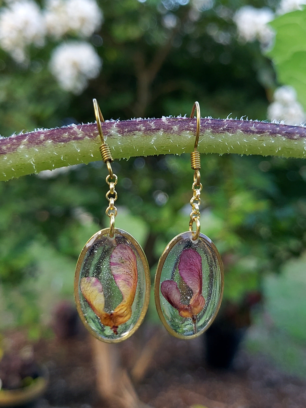 Red Maple Seed Brass Oval Earrings