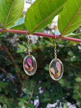 Load image into Gallery viewer, Red Maple Seed Brass Oval Earrings
